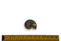 F 05183
<br/>
<br/>
<em></em>